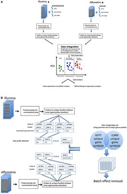 Inflation vs. Exhaustion of Antiviral CD8+ T-Cell Populations in Persistent Infections: Two Sides of the Same Coin?